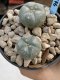 Lophophora Williamsii 6-7 cm 9 years old seed ownroot flower seedling ロフォフォラ　烏羽玉　仔吹き　サボテン