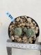 Lophophora Williamsii 6-7 cm 9 years old seed ownroot flower seedling ロフォフォラ　烏羽玉　仔吹き　サボテン