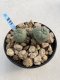 Lophophora Williamsii 6-7 cm 9 years old seed ownroot flower seedling ロフォフォラ　烏羽玉　仔吹き　サボテン