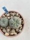 Lophophora Williamsii 6-7 cm 9 years old seed ownroot flower seedling ロフォフォラ　烏羽玉　仔吹き　サボテン