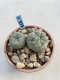 Lophophora Williamsii 6-7 cm 9 years old seed ownroot flower seedling ロフォフォラ　烏羽玉　仔吹き　サボテン