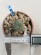 Lophophora Williamsii 6-7 cm 9 years old seed ownroot flower seedling ロフォフォラ　烏羽玉　仔吹き　サボテン