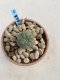 Lophophora Williamsii 6-7 cm 9 years old seed ownroot flower seedling ロフォフォラ　烏羽玉　仔吹き　サボテン