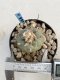 Lophophora Williamsii 6-7 cm 9 years old seed ownroot flower seedling ロフォフォラ　烏羽玉　仔吹き　サボテン