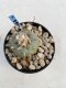 Lophophora Williamsii 6-7 cm 9 years old seed ownroot flower seedling ロフォフォラ　烏羽玉　仔吹き　サボテン