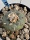 Lophophora Williamsii 6-7 cm 9 years old seed ownroot flower seedling ロフォフォラ　烏羽玉　仔吹き　サボテン