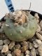 Lophophora Williamsii 6-7 cm 9 years old seed ownroot flower seedling ロフォフォラ　烏羽玉　仔吹き　サボテン