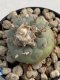 Lophophora Williamsii 6-7 cm 9 years old seed ownroot flower seedling ロフォフォラ　烏羽玉　仔吹き　サボテン