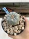 Lophophora Williamsii 6-7 cm 9 years old seed ownroot flower seedling ロフォフォラ　烏羽玉　仔吹き　サボテン