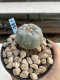 Lophophora Williamsii 6-7 cm 9 years old seed ownroot flower seedling ロフォフォラ　烏羽玉　仔吹き　サボテン