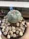 Lophophora Williamsii 6-7 cm 9 years old seed ownroot flower seedling ロフォフォラ　烏羽玉　仔吹き　サボテン