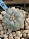 Lophophora Williamsii 6-7 cm 9 years old seed ownroot flower seedling ロフォフォラ　烏羽玉　仔吹き　サボテン