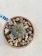 Lophophora Williamsii 6-7 cm 9 years old seed ownroot flower seedling ロフォフォラ　烏羽玉　仔吹き　サボテン