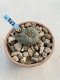 Lophophora Williamsii 6-7 cm 9 years old seed ownroot flower seedling ロフォフォラ　烏羽玉　仔吹き　サボテン