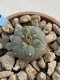 Lophophora Williamsii 6-7 cm 9 years old seed ownroot flower seedling ロフォフォラ　烏羽玉　仔吹き　サボテン