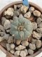 Lophophora Williamsii 6-7 cm 9 years old seed ownroot flower seedling ロフォフォラ　烏羽玉　仔吹き　サボテン