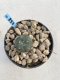 Lophophora Williamsii 6-7 cm 9 years old seed ownroot flower seedling ロフォフォラ　烏羽玉　仔吹き　サボテン