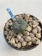 Lophophora Williamsii 6-7 cm 9 years old seed ownroot flower seedling ロフォフォラ　烏羽玉　仔吹き　サボテン