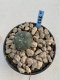 Lophophora Williamsii 6-7 cm 9 years old seed ownroot flower seedling ロフォフォラ　烏羽玉　仔吹き　サボテン