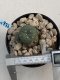 Lophophora Williamsii 6-7 cm 9 years old seed ownroot flower seedling ロフォフォラ　烏羽玉　仔吹き　サボテン