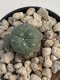 Lophophora Williamsii 6-7 cm 9 years old seed ownroot flower seedling ロフォフォラ　烏羽玉　仔吹き　サボテン