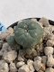 Lophophora Williamsii 6-7 cm 9 years old seed ownroot flower seedling ロフォフォラ　烏羽玉　仔吹き　サボテン