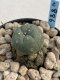 Lophophora Williamsii 6-7 cm 9 years old seed ownroot flower seedling ロフォフォラ　烏羽玉　仔吹き　サボテン