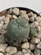 Lophophora Williamsii 6-7 cm 9 years old seed ownroot flower seedling ロフォフォラ　烏羽玉　仔吹き　サボテン