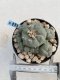 Lophophora Williamsii 9-10 cm 17 years old seed ownroot flower seedling ロフォフォラ　烏羽玉　仔吹き　サボテン