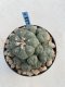 Lophophora Williamsii 8-9 cm 17 years old seed ownroot flower seedling ロフォフォラ　烏羽玉　仔吹き　サボテン