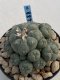 Lophophora Williamsii 8-9 cm 17 years old seed ownroot flower seedling ロフォフォラ　烏羽玉　仔吹き　サボテン