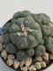 Lophophora Williamsii 8-9 cm 17 years old seed ownroot flower seedling ロフォフォラ　烏羽玉　仔吹き　サボテン