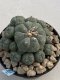 Lophophora Williamsii 8-9 cm 17 years old seed ownroot flower seedling ロフォフォラ　烏羽玉　仔吹き　サボテン