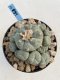 Lophophora Williamsii 9-10 cm 17 years old seed ownroot flower seedling ロフォフォラ　烏羽玉　仔吹き　サボテン