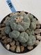 Lophophora Williamsii 9-10 cm 17 years old seed ownroot flower seedling ロフォフォラ　烏羽玉　仔吹き　サボテン