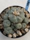 Lophophora Williamsii 9-10 cm 17 years old seed ownroot flower seedling ロフォフォラ　烏羽玉　仔吹き　サボテン