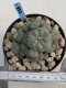 Lophophora Williamsii 9-10 cm 17 years old seed ownroot flower seedling ロフォフォラ　烏羽玉　仔吹き　サボテン