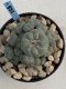 Lophophora Williamsii 9-10 cm 17 years old seed ownroot flower seedling ロフォフォラ　烏羽玉　仔吹き　サボテン