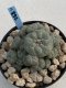 Lophophora Williamsii 9-10 cm 17 years old seed ownroot flower seedling ロフォフォラ　烏羽玉　仔吹き　サボテン