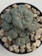 Lophophora Williamsii 9-10 cm 17 years old seed ownroot flower seedling ロフォフォラ　烏羽玉　仔吹き　サボテン