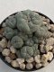 Lophophora Williamsii 9-10 cm 17 years old seed ownroot flower seedling ロフォフォラ　烏羽玉　仔吹き　サボテン