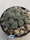 Lophophora Williamsii 9-10 cm 17 years old seed ownroot flower seedling ロフォフォラ　烏羽玉　仔吹き　サボテン