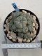 Lophophora Williamsii 9-10 cm 17 years old seed ownroot flower seedling ロフォフォラ　烏羽玉　仔吹き　サボテン