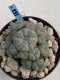 Lophophora Williamsii 9-10 cm 17 years old seed ownroot flower seedling ロフォフォラ　烏羽玉　仔吹き　サボテン