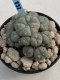 Lophophora Williamsii 9-10 cm 17 years old seed ownroot flower seedling ロフォフォラ　烏羽玉　仔吹き　サボテン