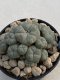 Lophophora Williamsii 9-10 cm 17 years old seed ownroot flower seedling ロフォフォラ　烏羽玉　仔吹き　サボテン