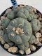 Lophophora Williamsii 8-9 cm 17 years old seed ownroot flower seedling ロフォフォラ　烏羽玉　仔吹き　サボテン