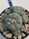 Lophophora Williamsii 8-9 cm 17 years old seed ownroot flower seedling ロフォフォラ　烏羽玉　仔吹き　サボテン