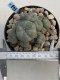 Lophophora Williamsii 8-9 cm 17 years old seed ownroot flower seedling ロフォフォラ　烏羽玉　仔吹き　サボテン