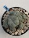 Lophophora Williamsii 8-9 cm 17 years old seed ownroot flower seedling ロフォフォラ　烏羽玉　仔吹き　サボテン